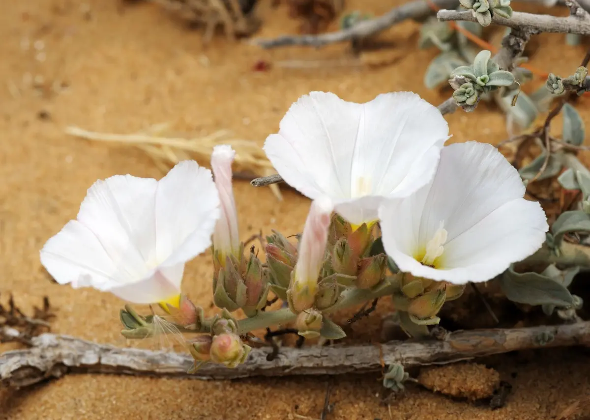Three white desert flowers blooming near dry twigs on sandy ground.