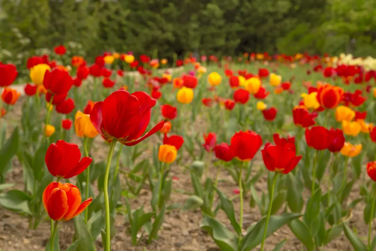 Red and yellow tulips blooming in a garden with green trees in the background.